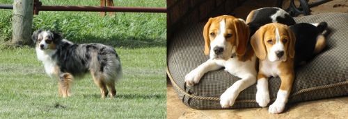 Toy Australian Shepherd vs Beagle - Breed Comparison