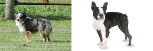 Toy Australian Shepherd vs Boston Terrier - Breed Comparison