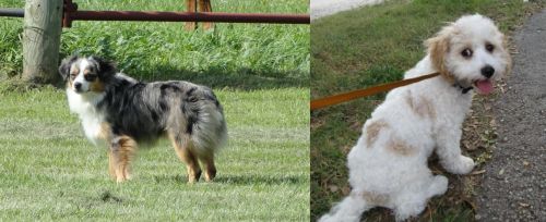 Toy Australian Shepherd vs Cavachon - Breed Comparison