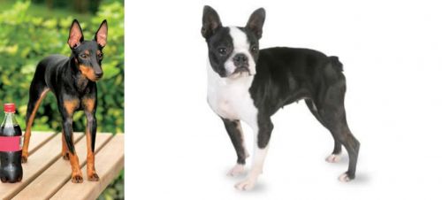 Toy Manchester Terrier vs Boston Terrier - Breed Comparison