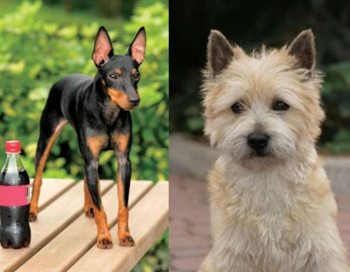 Toy Manchester Terrier vs Cairn Terrier