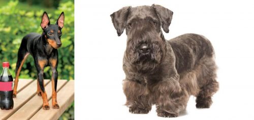 Toy Manchester Terrier vs Cesky Terrier - Breed Comparison
