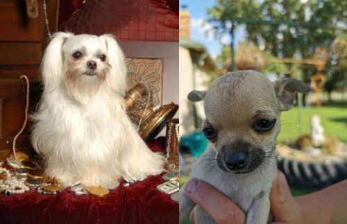 Toy Mi-Ki vs Chihuahua - Breed Comparison