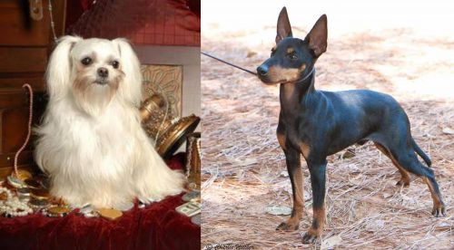 Toy Mi-Ki vs English Toy Terrier (Black & Tan) - Breed Comparison