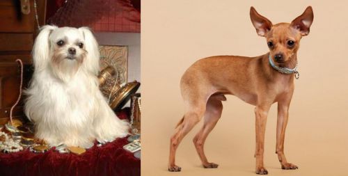 Toy Mi-Ki vs Russian Toy Terrier - Breed Comparison