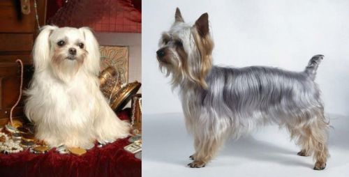 Toy Mi-Ki vs Silky Terrier - Breed Comparison
