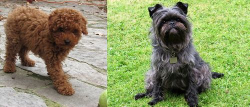Toy Poodle vs Affenpinscher - Breed Comparison