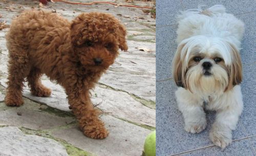 Toy Poodle vs Shih Tzu - Breed Comparison