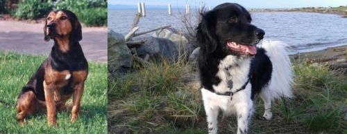 Tyrolean Hound vs Stabyhoun - Breed Comparison