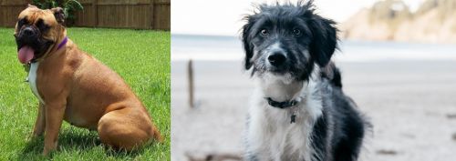 Valley Bulldog vs Bordoodle - Breed Comparison
