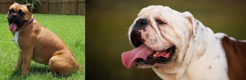 Valley Bulldog vs English Bulldog - Breed Comparison