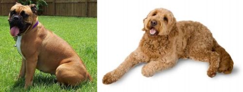 Valley Bulldog vs Golden Doodle - Breed Comparison