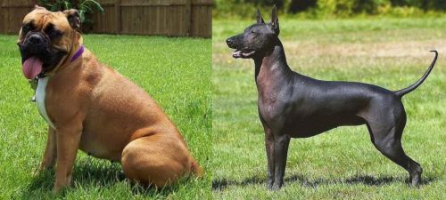 Valley Bulldog vs Hairless Khala - Breed Comparison