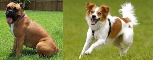 Valley Bulldog vs Kromfohrlander - Breed Comparison