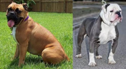 Valley Bulldog vs Old English Bulldog - Breed Comparison