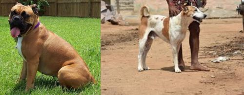 Valley Bulldog vs Pandikona - Breed Comparison