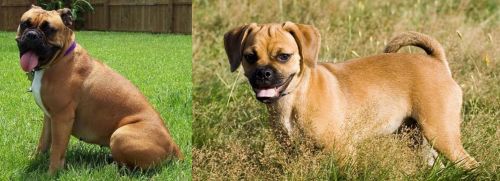 Valley Bulldog vs Puggle - Breed Comparison
