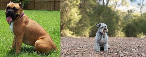 Valley Bulldog vs Schnoodle - Breed Comparison