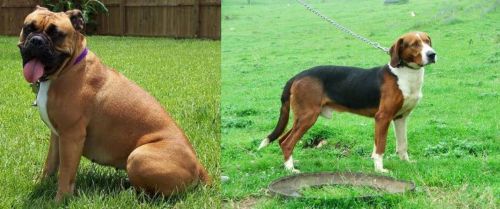 Valley Bulldog vs Serbian Tricolour Hound - Breed Comparison