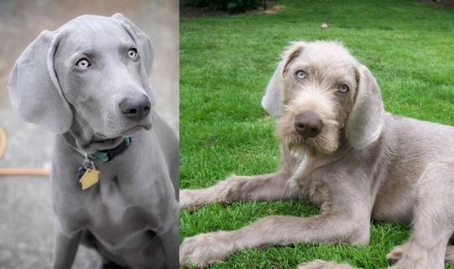 Weimaraner vs Slovakian Rough Haired Pointer - Breed Comparison