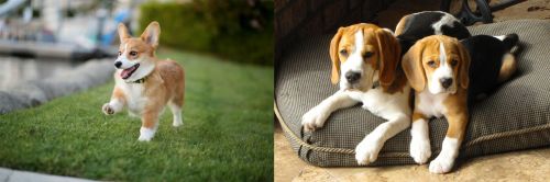 Welsh Corgi vs Beagle - Breed Comparison
