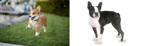 Welsh Corgi vs Boston Terrier - Breed Comparison