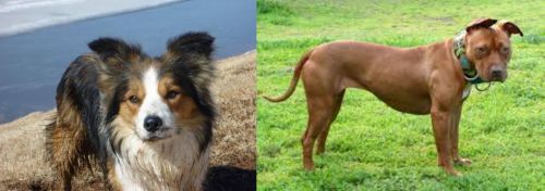 Welsh Sheepdog vs American Pit Bull Terrier - Breed Comparison