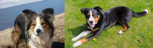 Welsh Sheepdog vs Appenzell Mountain Dog - Breed Comparison