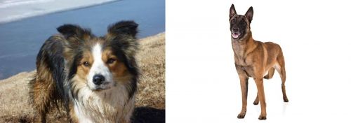 Welsh Sheepdog vs Belgian Shepherd Dog (Malinois) - Breed Comparison