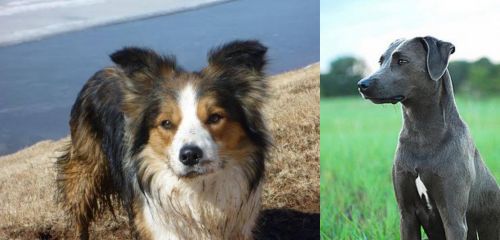 Welsh Sheepdog vs Blue Lacy - Breed Comparison