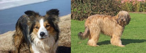 Welsh Sheepdog vs Catalan Sheepdog - Breed Comparison
