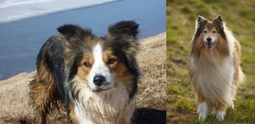 Welsh Sheepdog vs Collie - Breed Comparison