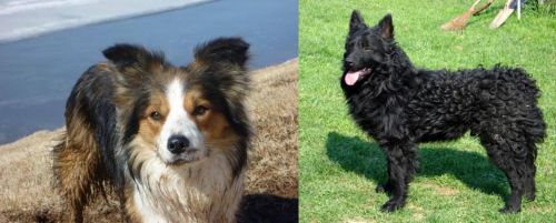 Welsh Sheepdog vs Croatian Sheepdog - Breed Comparison