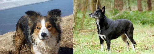 Welsh Sheepdog vs Lapponian Herder - Breed Comparison