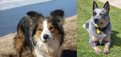 Welsh Sheepdog vs Queensland Heeler - Breed Comparison