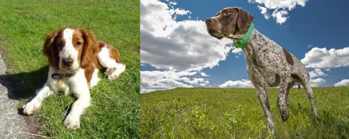 Welsh Springer Spaniel vs Braque Francais (Pyrenean Type) - Breed Comparison