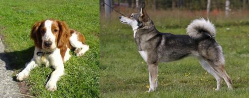 Welsh Springer Spaniel vs East Siberian Laika - Breed Comparison
