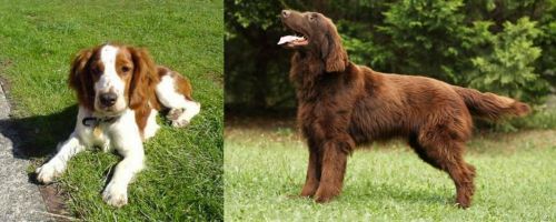 Welsh Springer Spaniel vs Flat-Coated Retriever - Breed Comparison