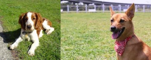 Welsh Springer Spaniel vs Formosan Mountain Dog - Breed Comparison