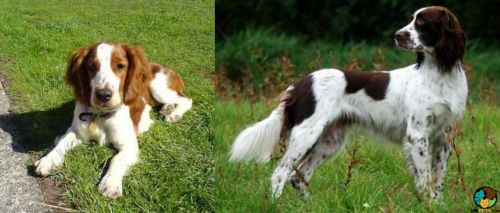Welsh Springer Spaniel vs French Spaniel - Breed Comparison