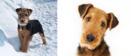 Welsh Terrier vs Airedale Terrier - Breed Comparison