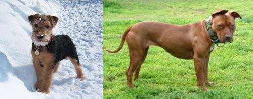Welsh Terrier vs American Pit Bull Terrier