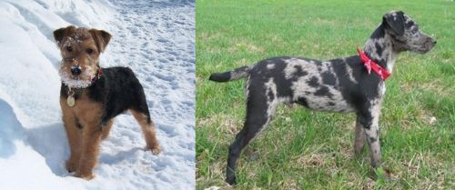 Welsh Terrier vs Atlas Terrier