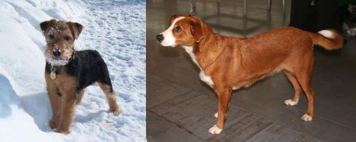 Welsh Terrier vs Austrian Pinscher - Breed Comparison