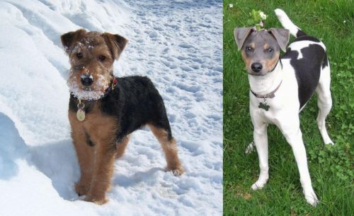 Welsh Terrier vs Brazilian Terrier