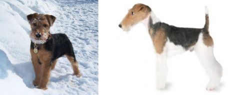 Welsh Terrier vs Fox Terrier