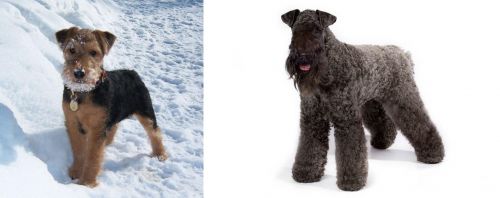 Welsh Terrier vs Kerry Blue Terrier - Breed Comparison