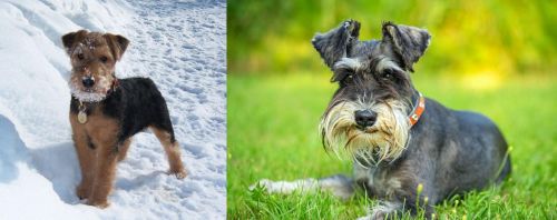 Welsh Terrier vs Schnauzer
