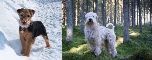 Welsh Terrier vs Soft-Coated Wheaten Terrier