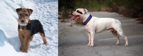 Welsh Terrier vs Staffordshire Bull Terrier - Breed Comparison